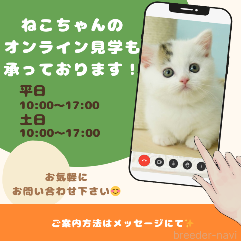 販売中の千葉県のノルウェージャンフォレストキャット-124195の8枚目